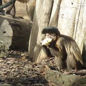 Bioparco Roma - Capuchin