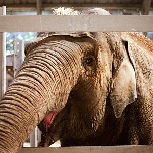 Chester Zoo Elephant - 1985