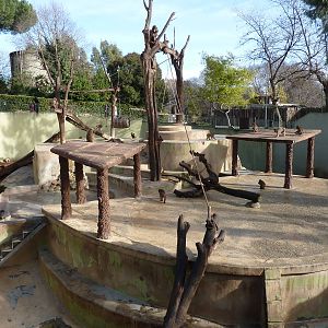 Bioparco Roma - Japanese macaques
