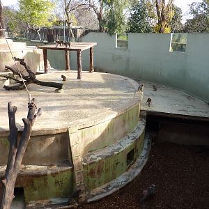 Bioparco Roma - Japanese macaques