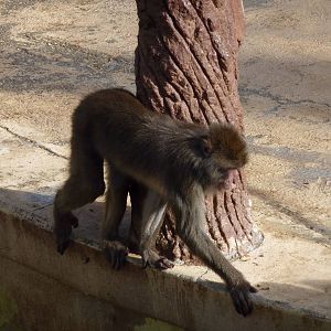 Bioparco Roma - Japanese macaque