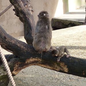 Bioparco Roma - Japanese macaques