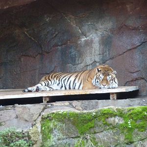 Bioparco Roma - Tiger