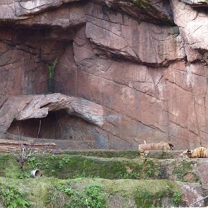 Bioparco Roma - Tiger enclosure