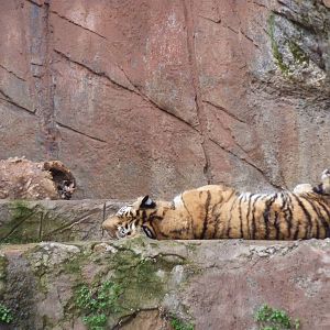 Bioparco Roma - Tiger