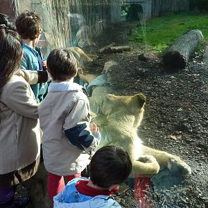 Bioparco Roma - Lioness