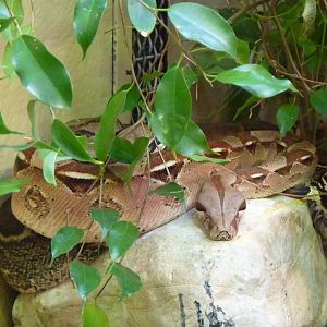 Bioparco Roma - Boa constrictor