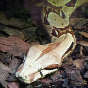 Bioparco Roma - Boa constrictor