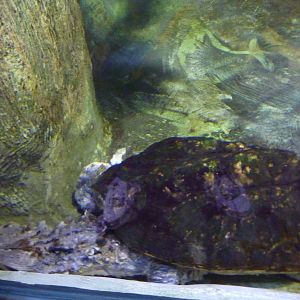 Bioparco Roma - Mata mata