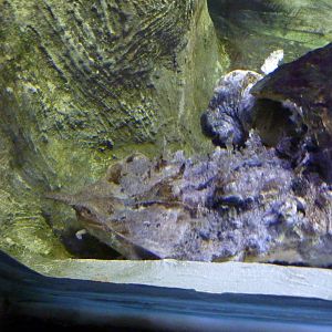 Bioparco Roma - Mata mata