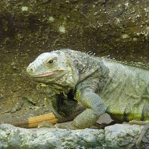 Bioparco Roma - Green iguana