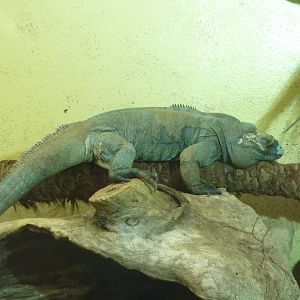 Bioparco Roma - Rhinoceros iguana