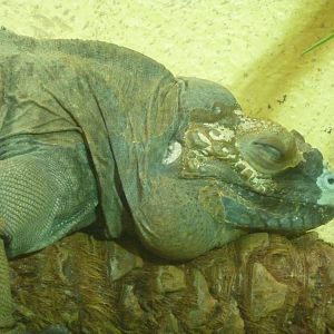 Bioparco Roma - Rhinoceros iguana