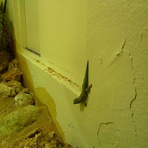 Bioparco Roma - Day gecko