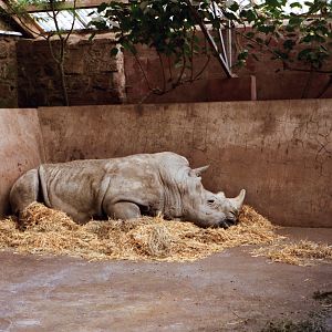 Rhinoceros at Chester Zoo - 1985