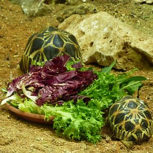 Bioparco Roma - Radiated tortoises