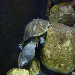 Bioparco Roma - Pacific coast giant musk turtle