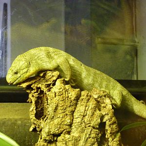 Bioparco Roma - Prehensile-tailed skink