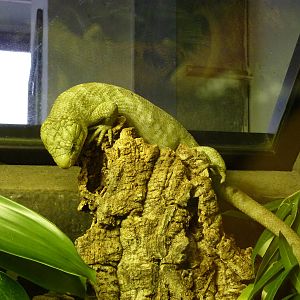 Bioparco Roma - Prehensile-tailed skink