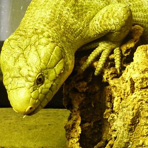 Bioparco Roma - Prehensile-tailed skink