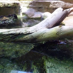 Bioparco Roma - African Dwarf crocodile