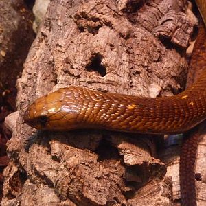 Bioparco Roma - Cape cobra