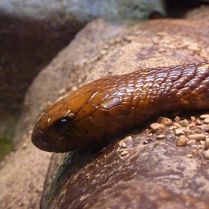 Bioparco Roma - Cape cobra