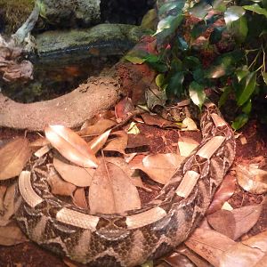 Bioparco Roma - Gaboon viper