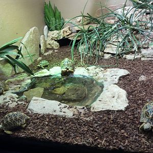 Bioparco Roma - Star tortoises