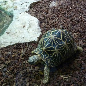 Bioparco Roma - Star tortoises