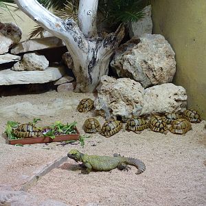 Bioparco Roma - Uromastyx + Egyptian tortoises