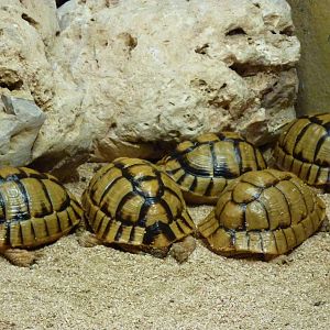 Bioparco Roma - Egyptian tortoises