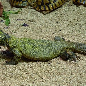 Bioparco Roma - Uromastyx