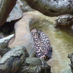 Bioparco Roma - Gila monsters