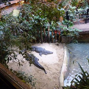 Bioparco Roma - Central hall in reptile house, crocodiles