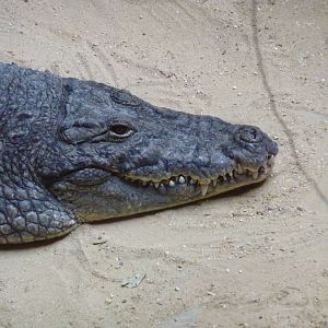 Bioparco Roma - Nile crocodile