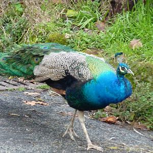 Bioparco Roma - Peacock