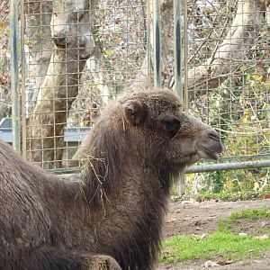 Bioparco Roma - Camel