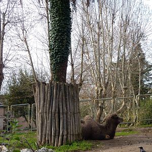 Bioparco Roma - Camel