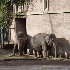 Bioparco Roma - Elephants