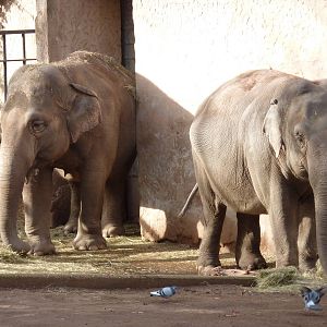 Bioparco Roma - Elephants
