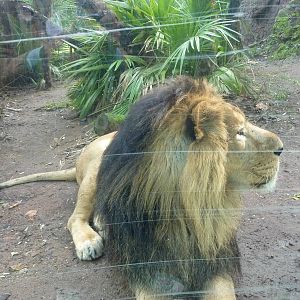 Bioparco Roma - Lion