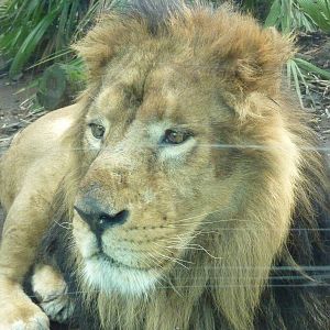 Bioparco Roma - Lion