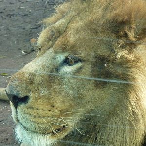 Bioparco Roma - Lion