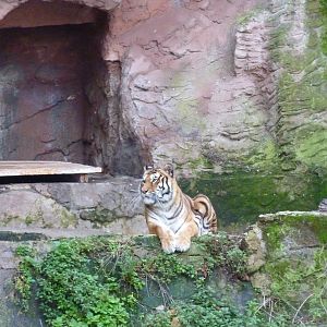 Bioparco Roma - Tiger