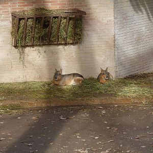 Bioparco Roma - Mara