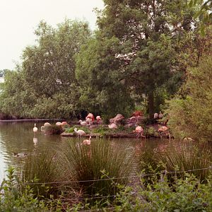 Flamingo Lake at Chester Zoo - 1985
