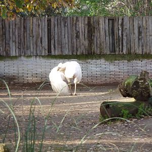 Bioparco Roma - White rhea