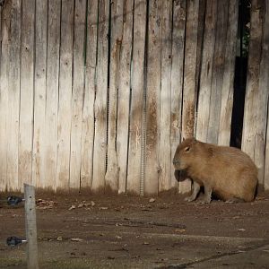 Bioparco Roma - Capybara