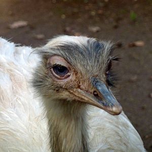 Bioparco Roma - White rhea
